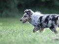 Gwendolyn vom Neckarwiesenweg