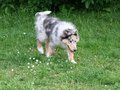 Gwendolyn vom Neckarwiesenweg