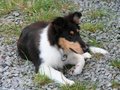Welpentreffen 2011