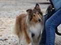 Collie-Treffen am 21.10.2023