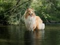 Marley vom Neckarwiesenweg