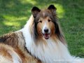 Collie-Impressionen im Juli 2022