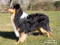 Pebblecreek's Dark Knight "Jamal"