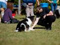 10 Jahre Collies vom Neckarwiesenweg - 13.10.18