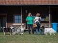 10 Jahre Collies vom Neckarwiesenweg - 13.10.18