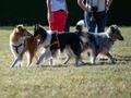 10 Jahre Collies vom Neckarwiesenweg - 13.10.18