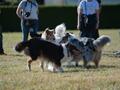 10 Jahre Collies vom Neckarwiesenweg - 13.10.18