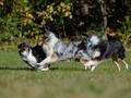 10 Jahre Collies vom Neckarwiesenweg - 13.10.18