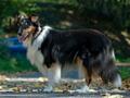 10 Jahre Collies vom Neckarwiesenweg - 13.10.18