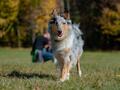 10 Jahre Collies vom Neckarwiesenweg - 13.10.18