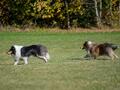 10 Jahre Collies vom Neckarwiesenweg - 13.10.18