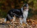 10 Jahre Collies vom Neckarwiesenweg - 13.10.18