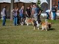 10 Jahre Collies vom Neckarwiesenweg - 13.10.18