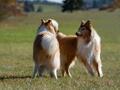 10 Jahre Collies vom Neckarwiesenweg - 13.10.18