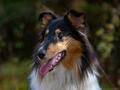 10 Jahre Collies vom Neckarwiesenweg - 13.10.18