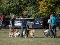 10 Jahre Collies vom Neckarwiesenweg - 13.10.18