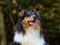 10 Jahre Collies vom Neckarwiesenweg - 13.10.18