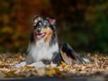 10 Jahre Collies vom Neckarwiesenweg - 13.10.18