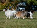 10 Jahre Collies vom Neckarwiesenweg - 13.10.18