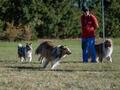 10 Jahre Collies vom Neckarwiesenweg - 13.10.18