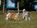 10 Jahre Collies vom Neckarwiesenweg - 13.10.18