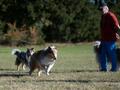 10 Jahre Collies vom Neckarwiesenweg - 13.10.18