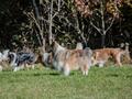 10 Jahre Collies vom Neckarwiesenweg - 13.10.18