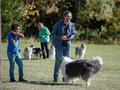 10 Jahre Collies vom Neckarwiesenweg - 13.10.18