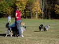 10 Jahre Collies vom Neckarwiesenweg - 13.10.18