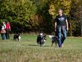 10 Jahre Collies vom Neckarwiesenweg - 13.10.18